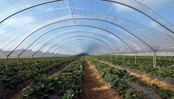 greenhouse, poly house, net house for protective agriculture farming cultivation, agriculture technology home