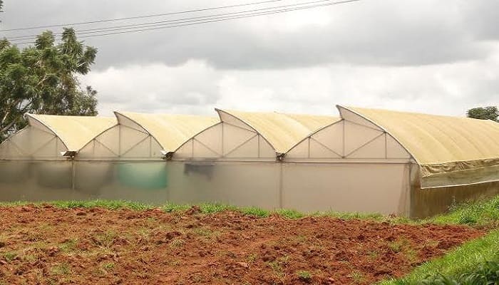greenhouse, poly house, net house for protective agriculture farming cultivation, agriculture technology home