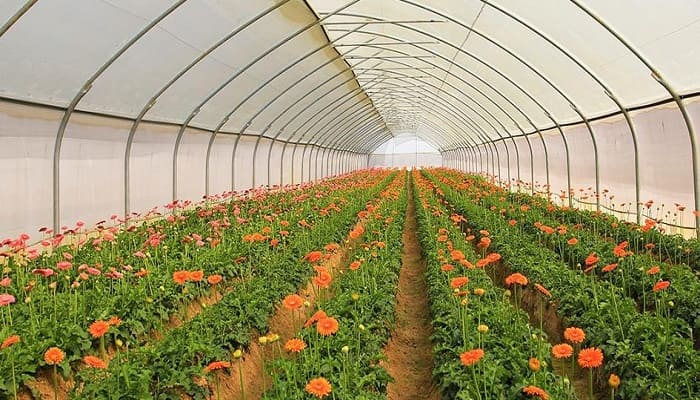 greenhouse, poly house, net house for protective agriculture farming cultivation, agriculture technology home