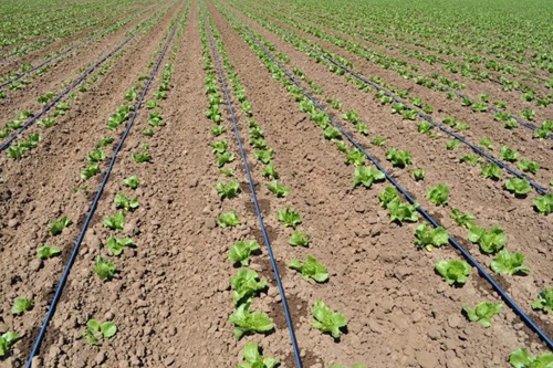 বাংলাদেশের কৃষি খাতে সেচ ব্যবস্থার বর্তমান চিত্র: প্রচলিত ও আধুনিক পদ্ধতির বিশ্লেষণ