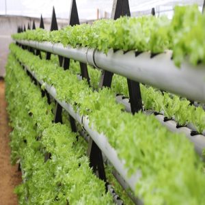 হাইড্রোপনিক্স চাষ পদ্ধতি